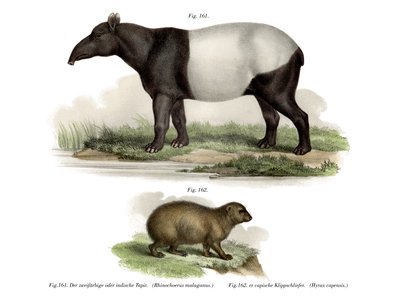 Tapir asiatique, 1860 - German School